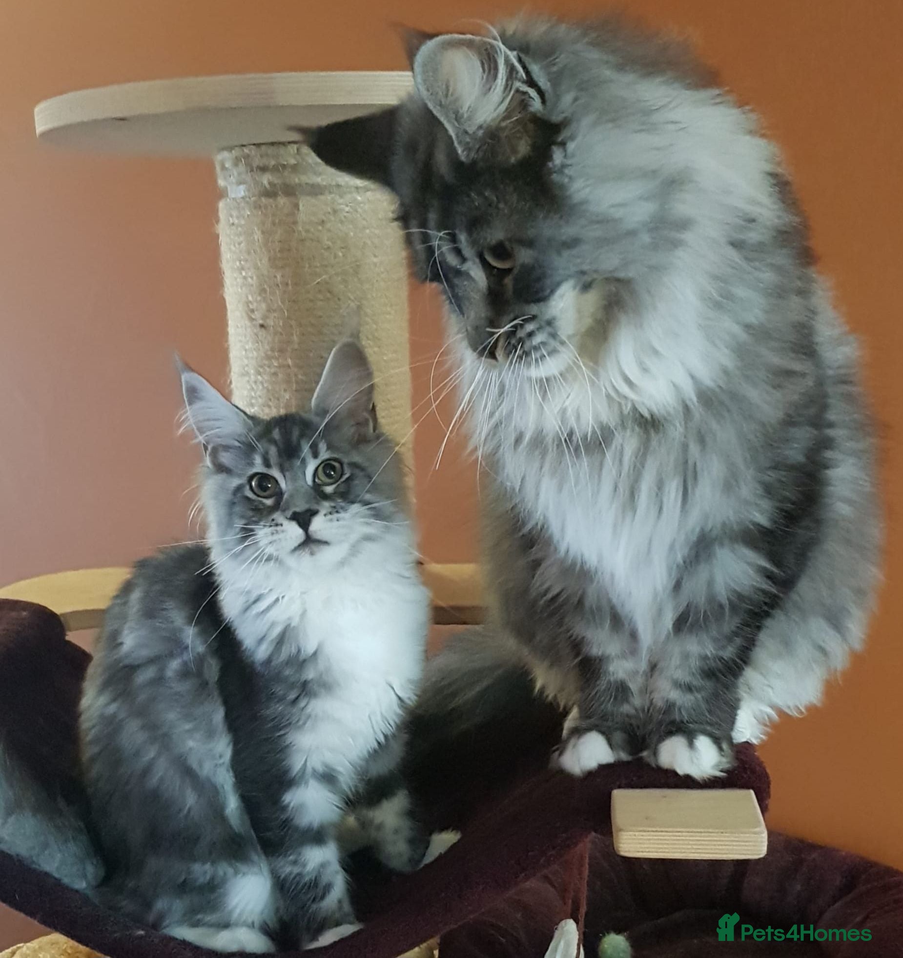 Maine Coon cats Amazing pedigree Mainecoon Female  - Advert 11