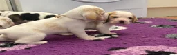Beagle dogs for sale: Health Tested & Kennel Club Registered Beagle Pups - Advert 11