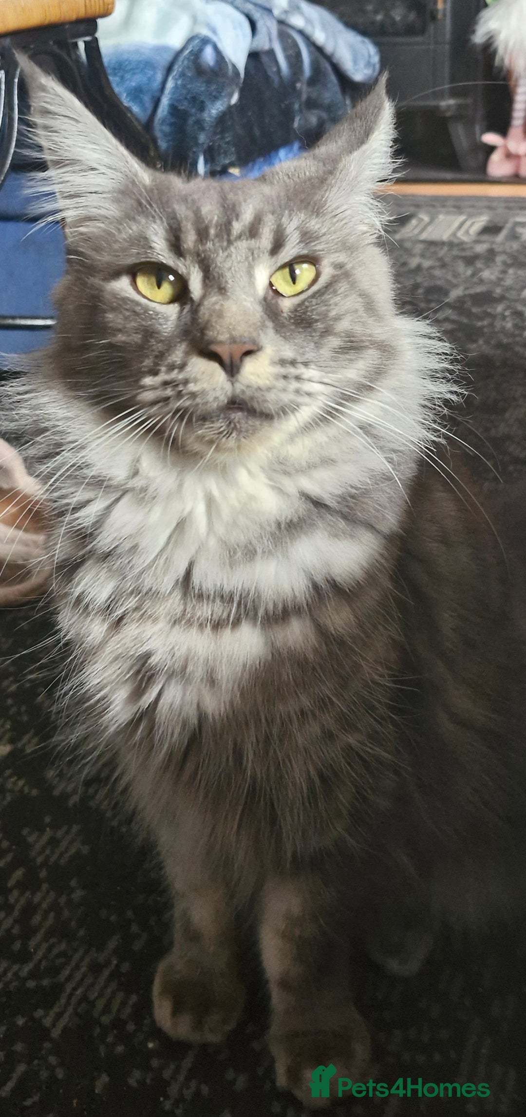 Maine Coon cats for sale: Adorable maincoon kittens 😸 looking for new home  - Image 10
