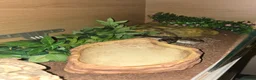 Python Snake reptiles for sale: 5x royal pythons and set ups in Birmingham - Advert 2
