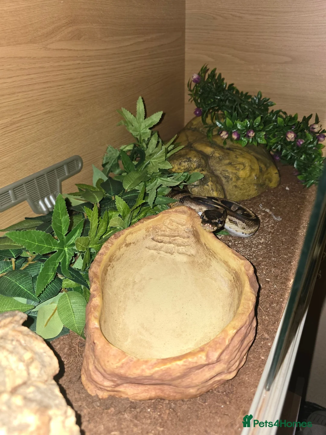 Python Snake reptiles for sale: 5x royal pythons and set ups in Birmingham - Advert 2