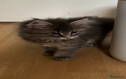 Maine Coon cats for sale: Maine coon kittens - Image 6
