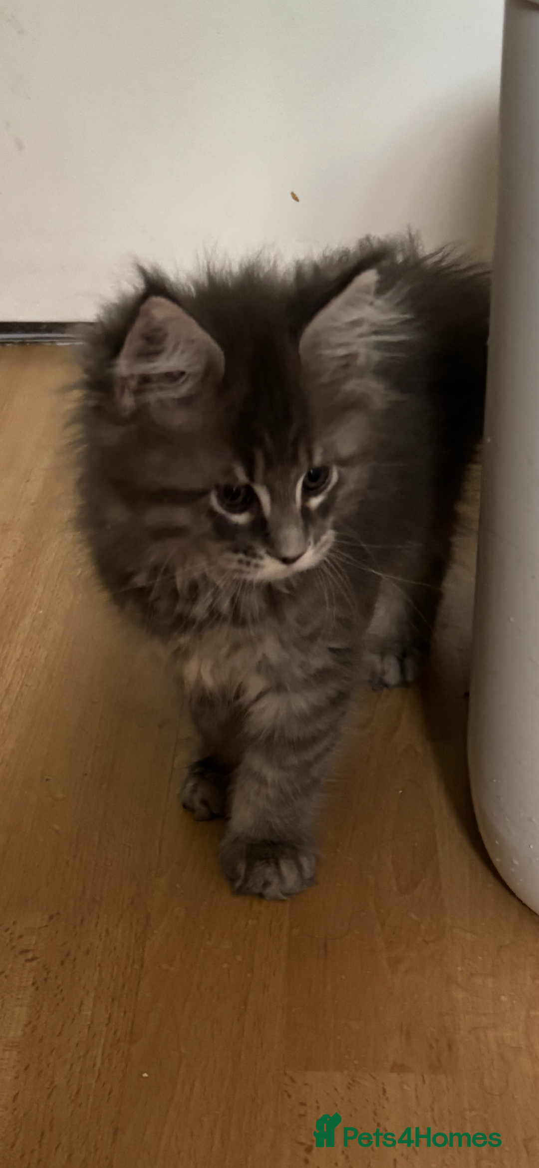 Maine Coon cats for sale: Maine coon kittens - Image 6