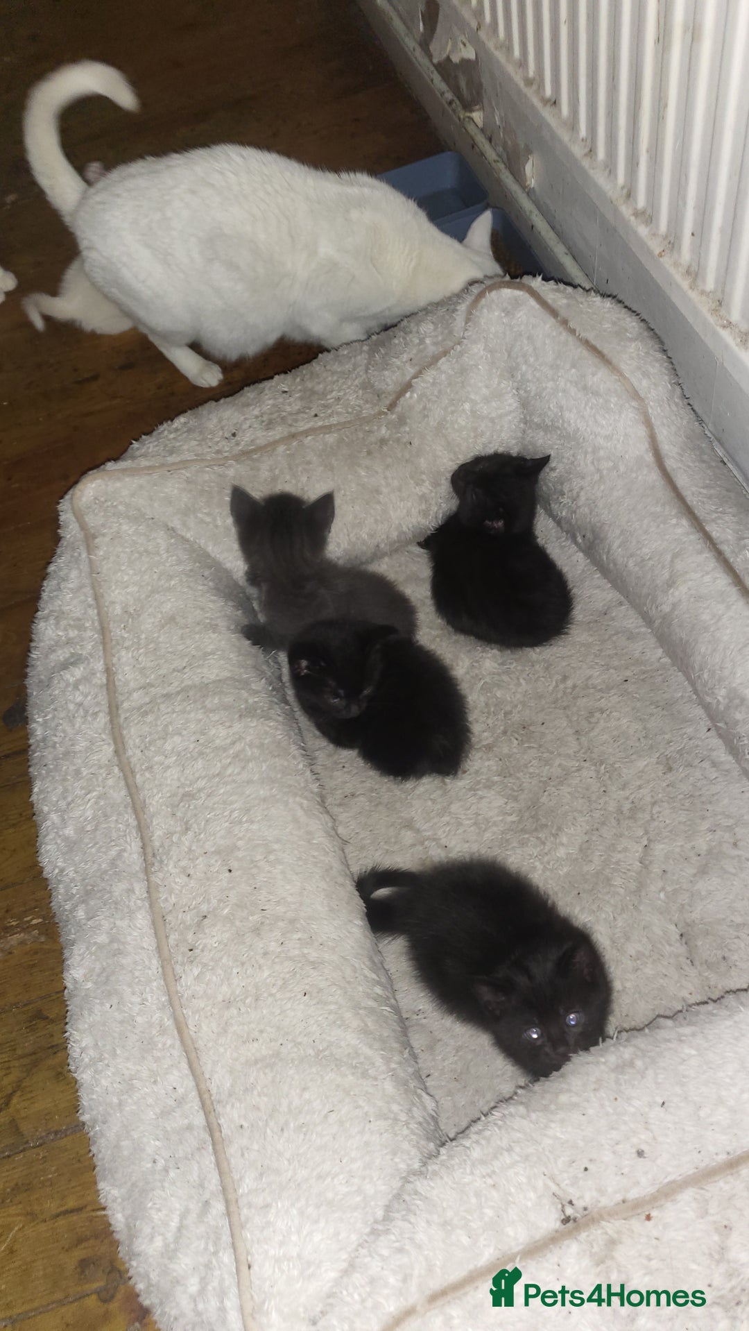Mixed Breed cats for sale: 7 lovely kittens  - Advert 13