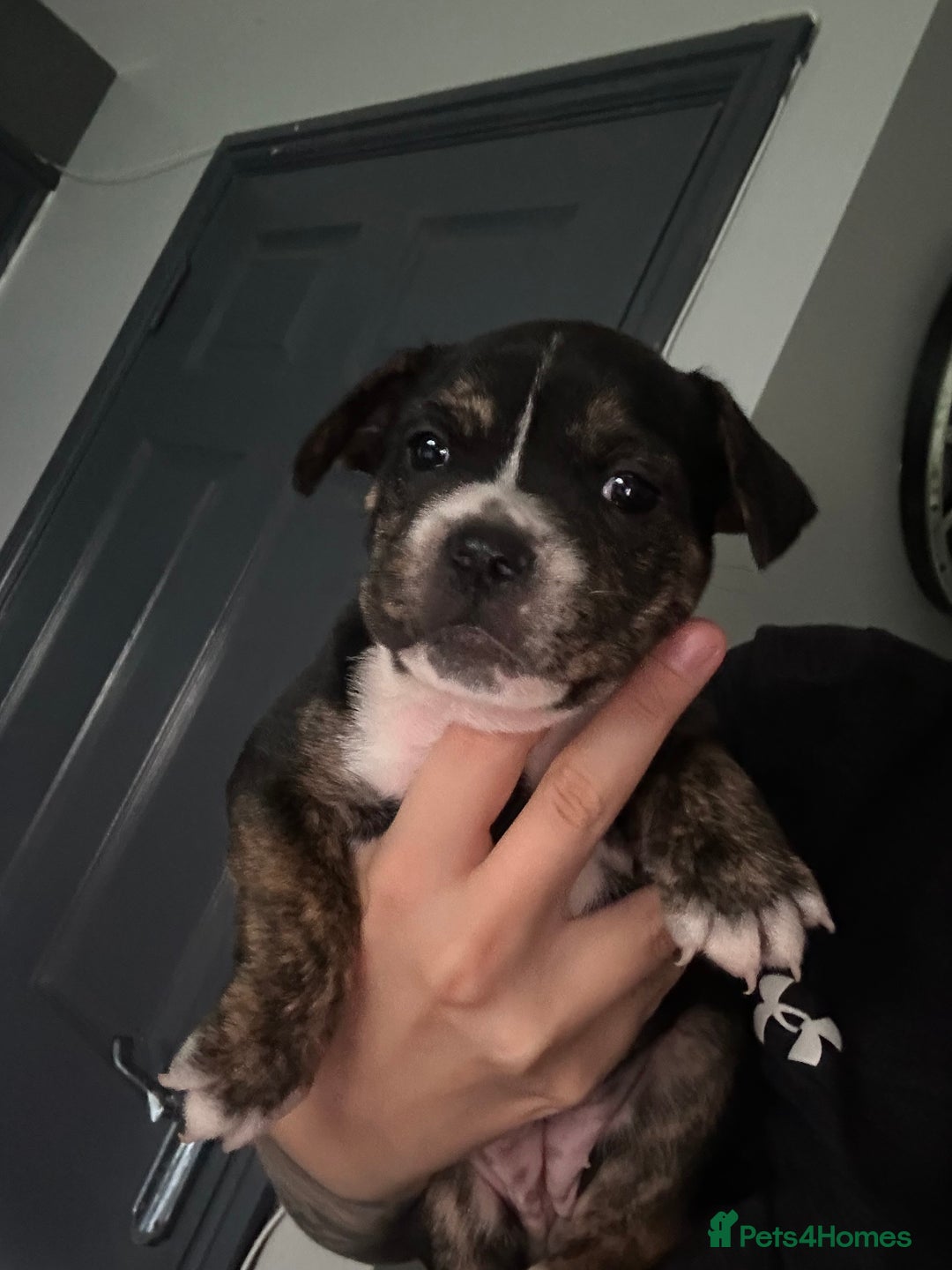 Mixed Breed dogs for sale: 5 week old staffie pups for sale - Image 12