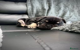 French Bulldog dogs for sale: Gorgeous Puppies ready to be reserved  - Image 20