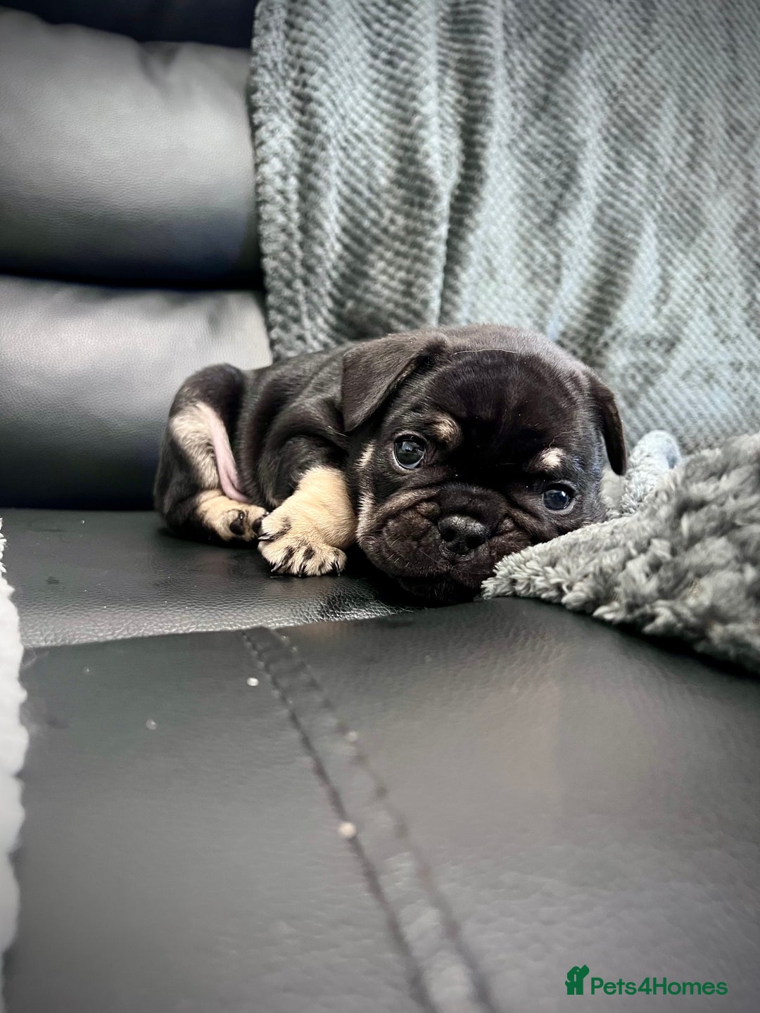 French Bulldog dogs for sale: Gorgeous Puppies ready to be reserved  - Image 20