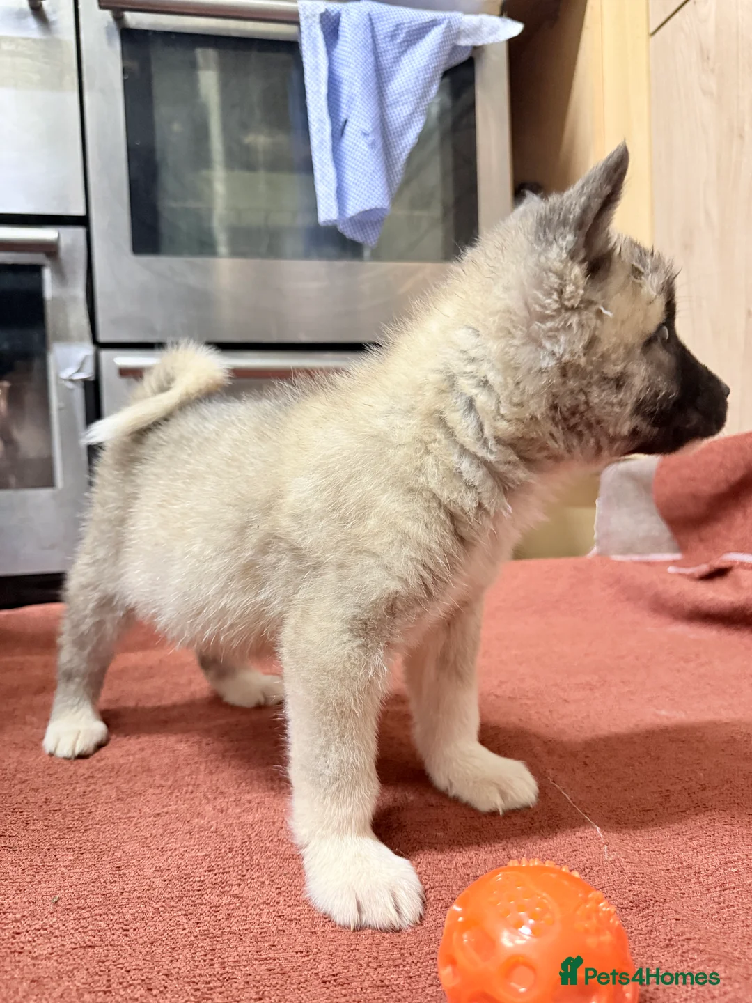 Akita dogs for sale: American Akita - Advert 11