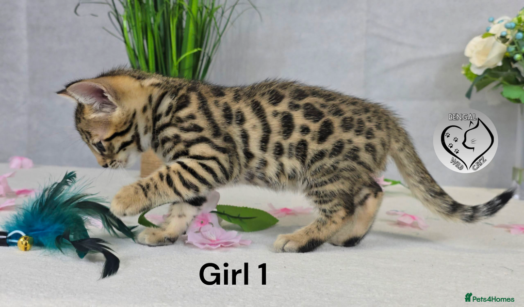 Bengal cats for sale: 3 brown bengal boys - Image 4