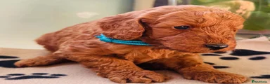 Light Blue collar Boy