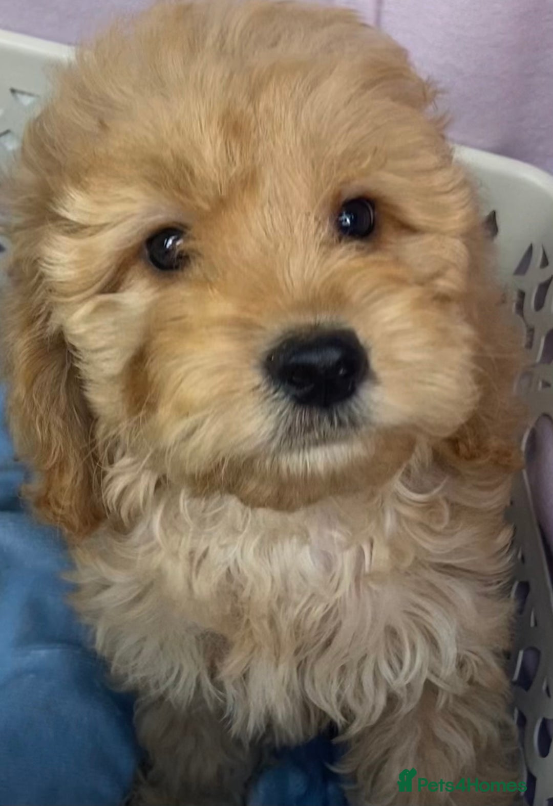 Cockapoo dogs for sale: CockerPoo  - Image 4