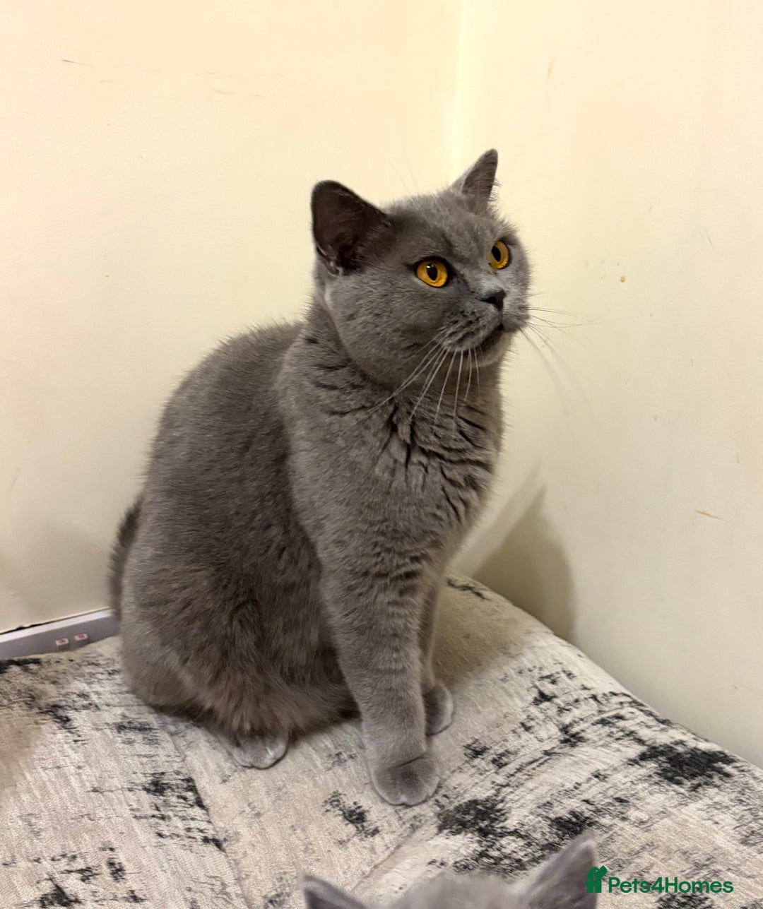 British Shorthair cats for sale: Full British shorthair kittens, London - Advert 2