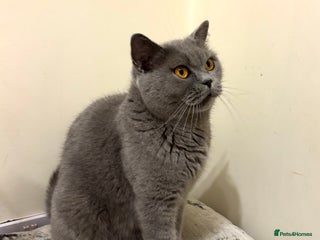 British Shorthair cats Full British shorthair kittens, London - Advert 2