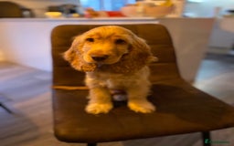 Cocker Spaniel dogs for sale: Cocker Spaniel Puppy Looking for a New Home - Advert 1