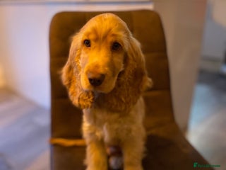 Cocker Spaniel dogs Cocker Spaniel Puppy Looking for a New Home - Advert 1