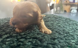 Cavapoo dogs for sale: Beautiful healthy Cavapoo’s d.o.b 22/08/25 - Image 16