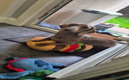 Miniature Dachshund dogs for sale: Isabella Tan Minature Dashaund - Advert 3