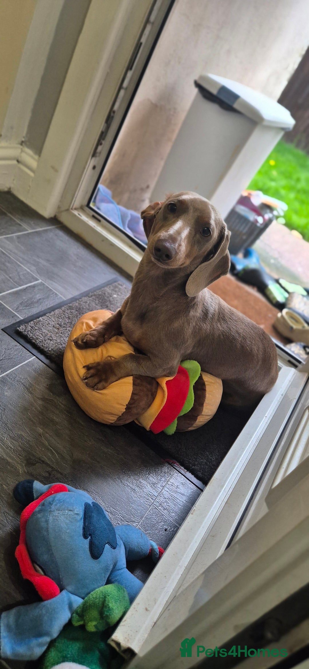 Miniature Dachshund dogs for sale: Isabella Tan Minature Dashaund - Advert 3