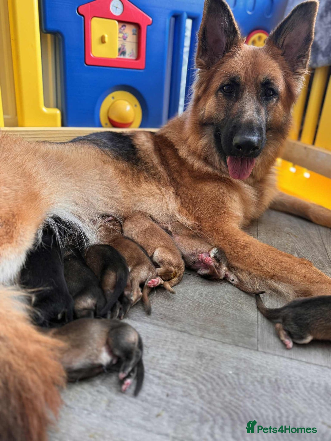 German Shepherd dogs for sale: 4 stunning full breed German Shepard puppies  - Image 5