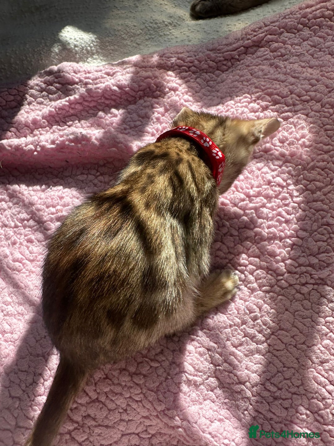 Bengal cats for sale: Beautiful pure Bengal kittens - Image 2