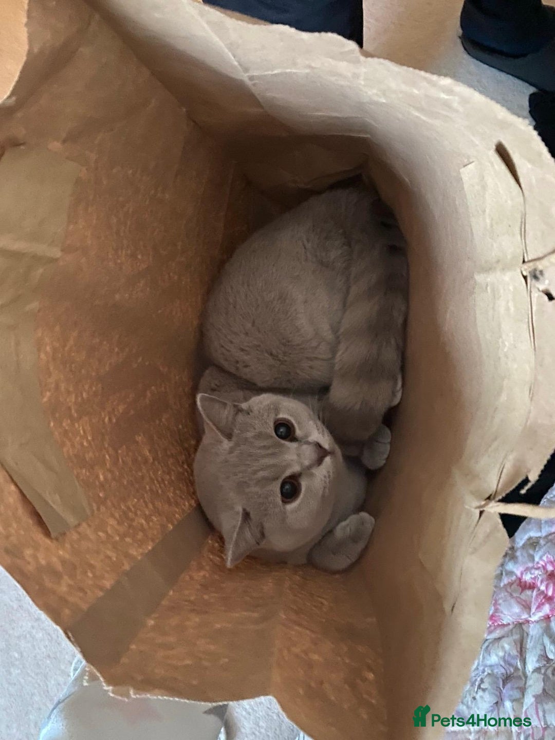 British Shorthair cats for sale: ⭐ Beautiful British Shorthair Hazel, 3.5 Years Old - Advert 5