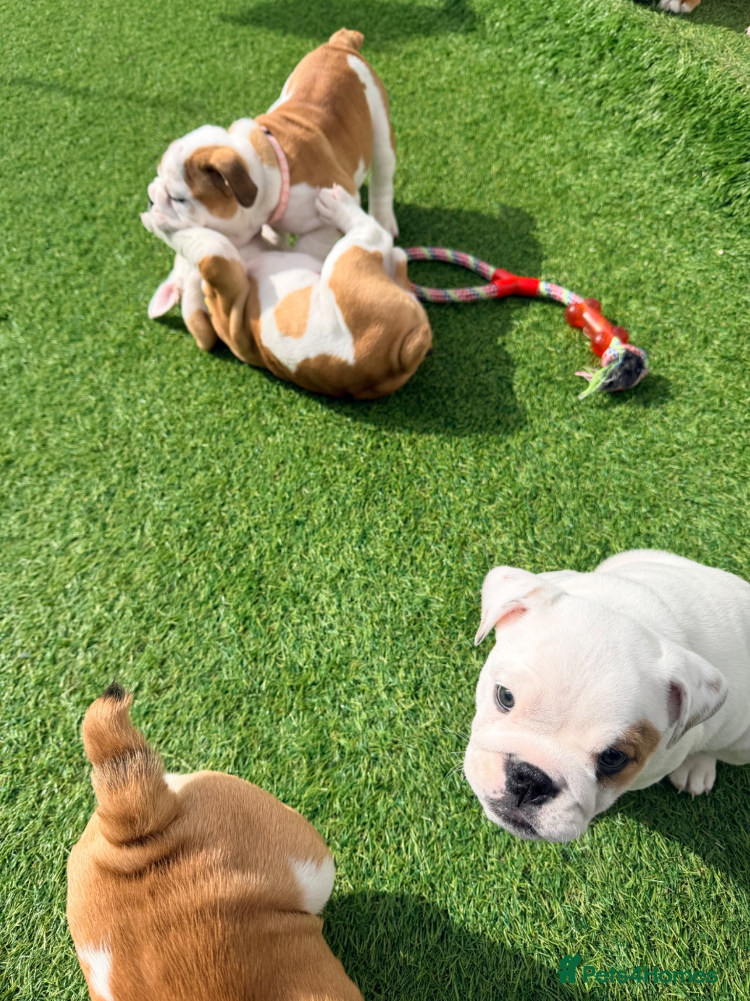 English Bulldog dogs TRADITIONAL BRITSH BULLDOGS MALE/FEMALE  - Advert 4