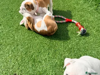 English Bulldog dogs TRADITIONAL BRITSH BULLDOGS MALE/FEMALE - Advert 4