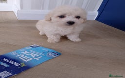 Maltipoo dogs for sale: Maltipoo puppies boy and girl available  - Image 11