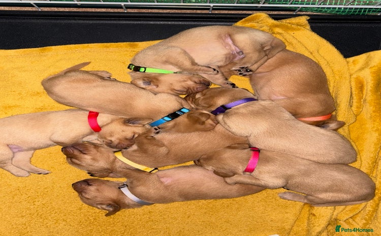 Labrador Retriever dogs - Advert 5