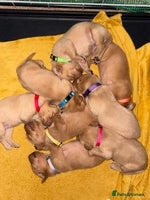 Labrador Retriever dogs - Advert 3
