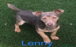 Jack Russell dogs for sale: Jack Russell Terrier - Image 2