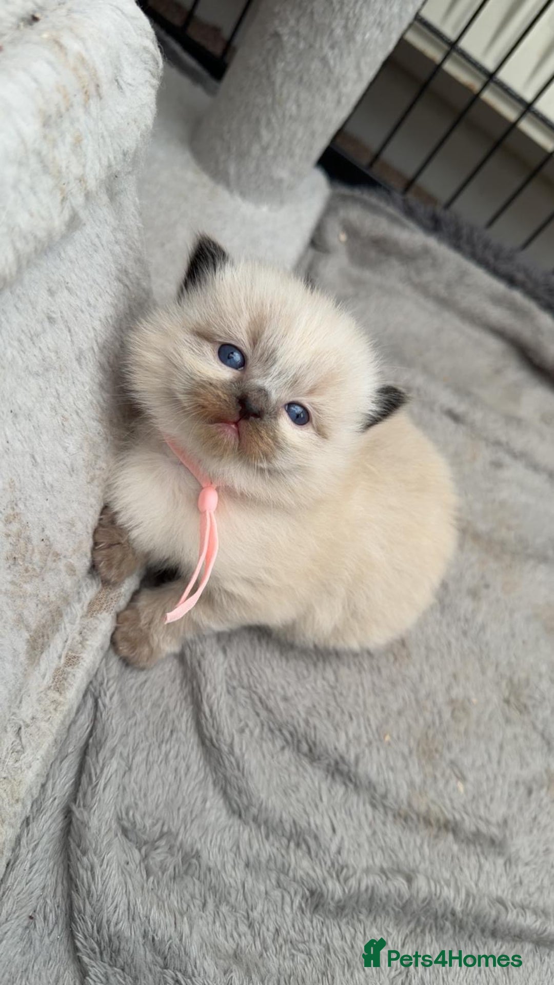 Ragdoll cats for sale: 3 stunning chunky ragdoll girls  - Advert 4