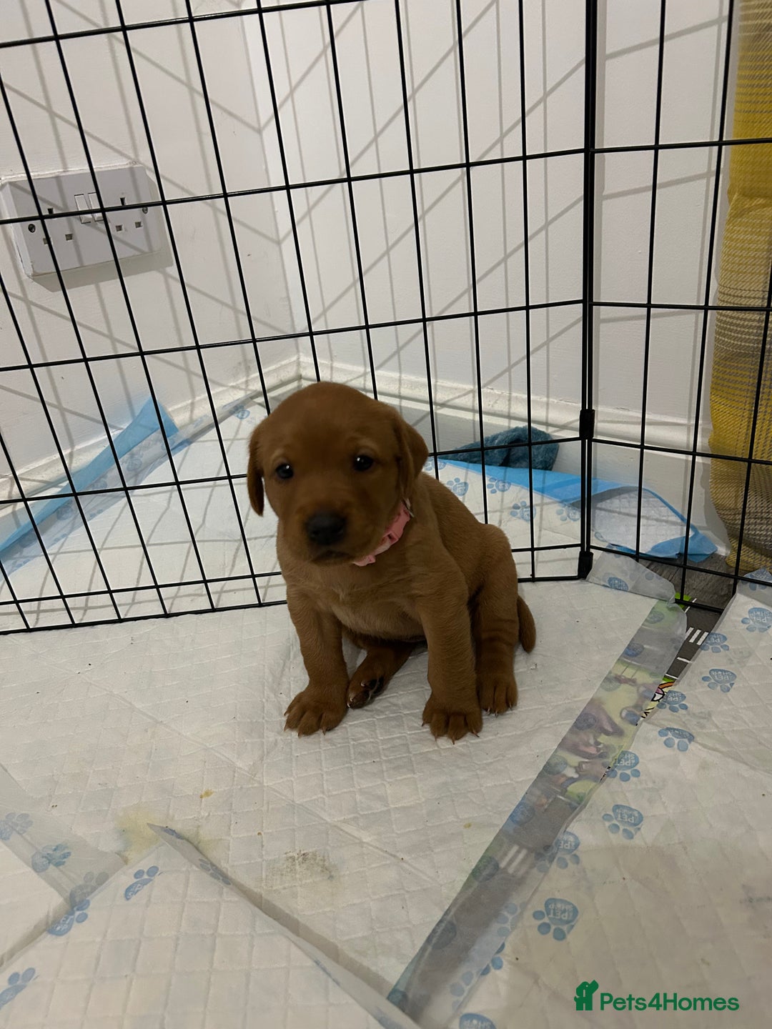 Labrador Retriever dogs for sale: Fox red labrador pups Glasgow  - Advert 28