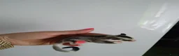Sugar Glider rodents for sale: Stunning sugar gliders  - Advert 20