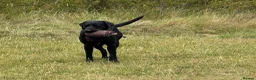 Labrador Retriever dogs for stud: Reuben in Consett - Advert 7