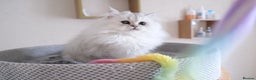 Scottish Fold cats for sale: Scottish fold and straight kittens  - Advert 18