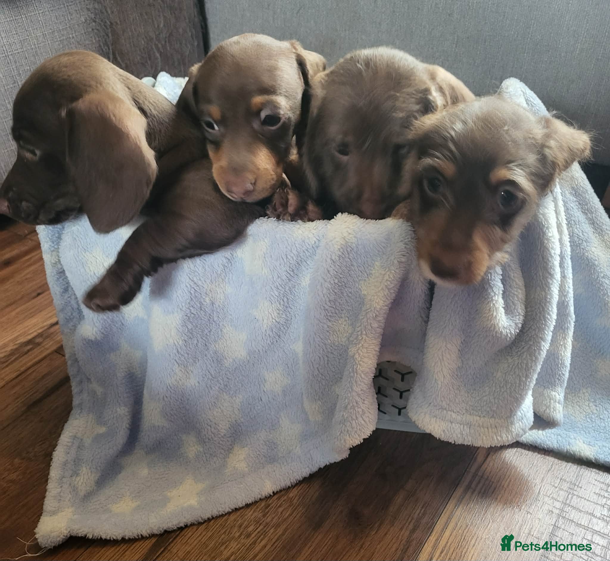 Dachshund dogs Dachschund puppies - Advert 1