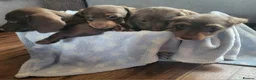 Dachshund dogs for sale: Dachschund puppies - Advert 1