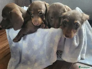 Dachshund dogs Dachschund puppies - Advert 1