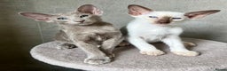 Oriental cats for sale: Supreme pedigree Lilac Oriental kittens GCCF reg - Advert 10
