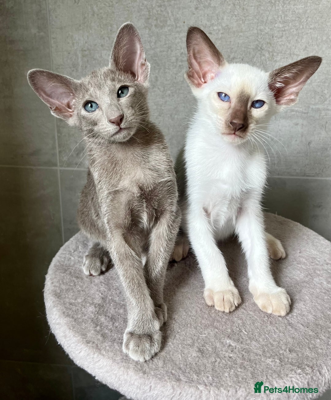 Oriental cats for sale: Supreme pedigree Lilac Oriental kittens GCCF reg - Advert 10