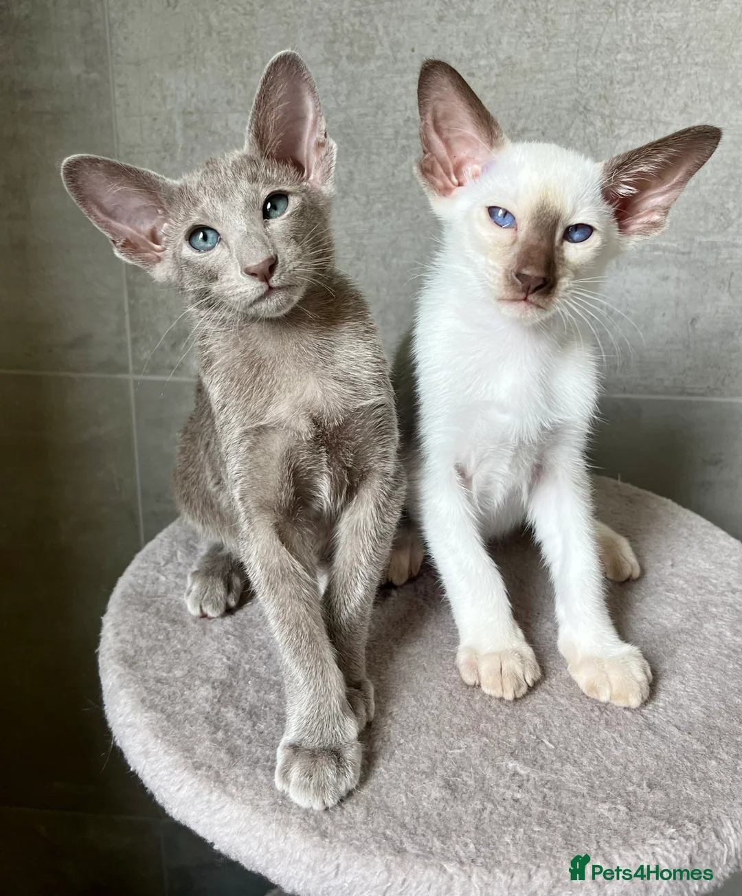 Oriental cats for sale: Supreme pedigree Oriental kittens GCCF reg - Advert 19