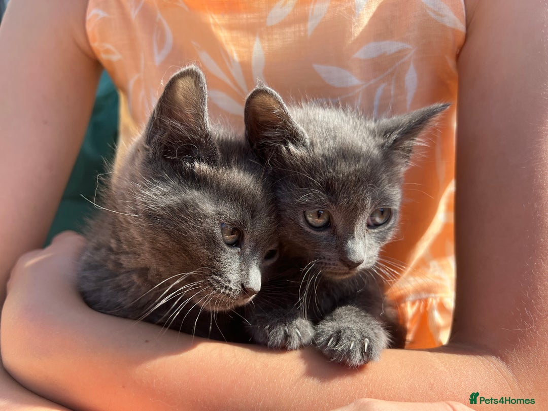 British Shorthair cats for sale: British short hair Mix - Image 11