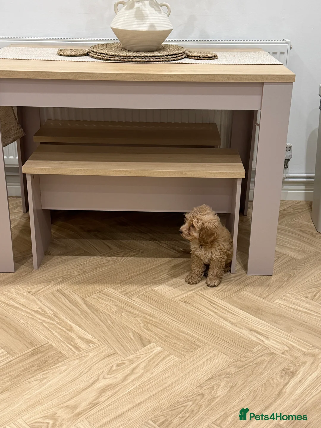 Cockapoo dogs for sale: Darla  - Advert 2