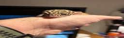 Leopard Gecko reptiles for sale: Leopard gecko and full vivarium  - Advert 8