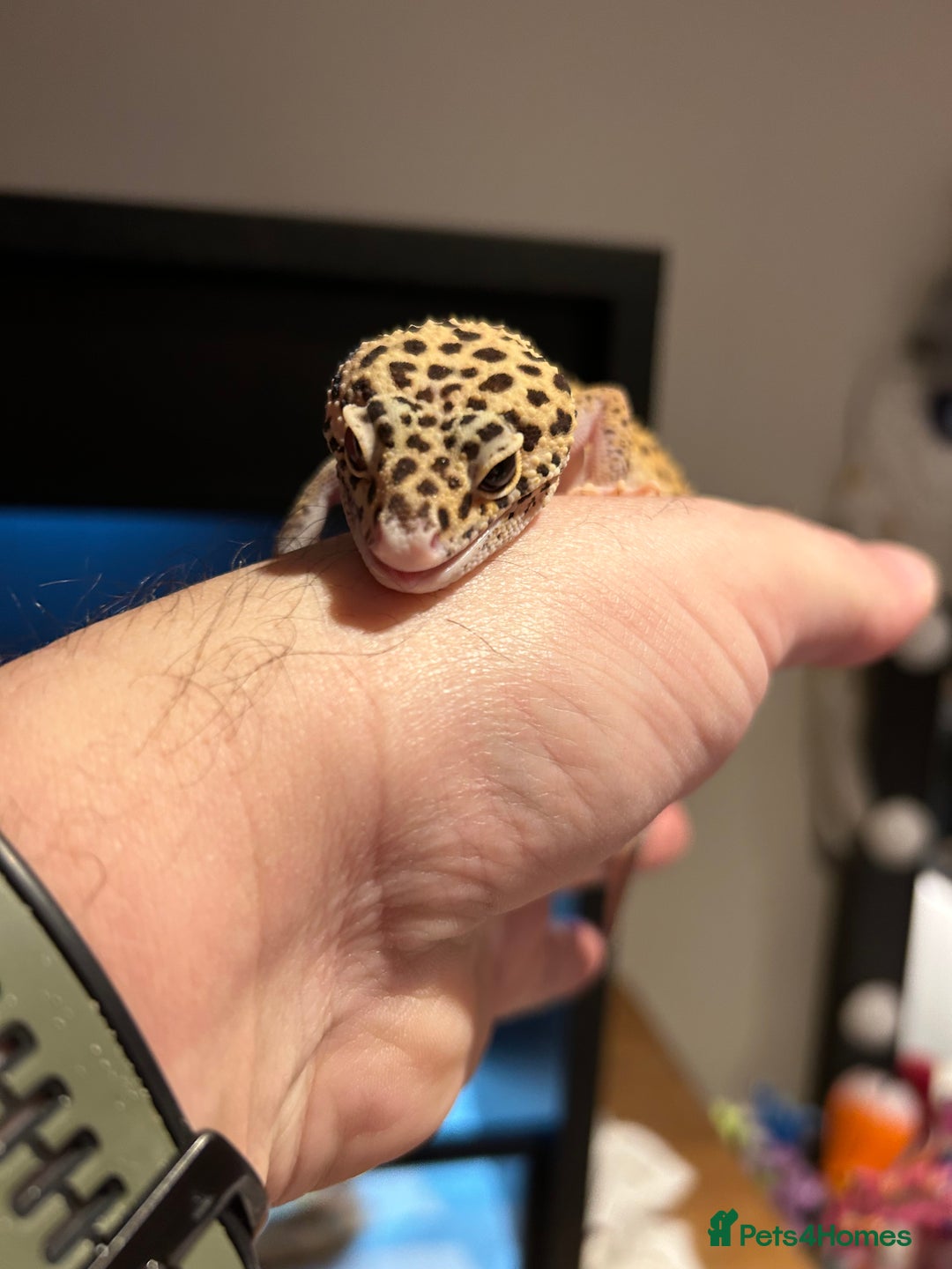 Leopard Gecko reptiles for sale: Leopard gecko and full vivarium  - Advert 8