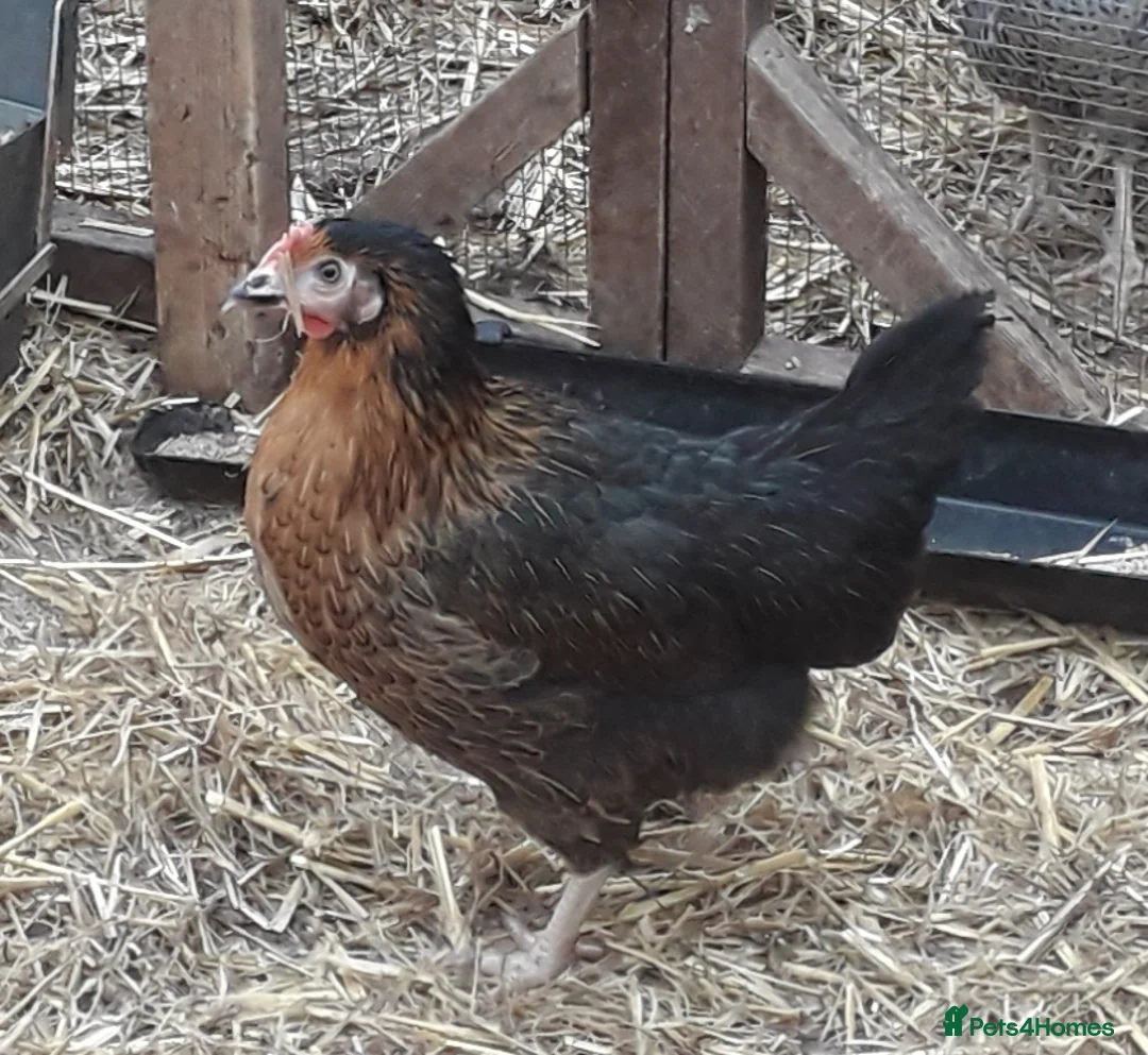 Chickens poultry for sale: Coloured hybrids pullets  - Advert 2