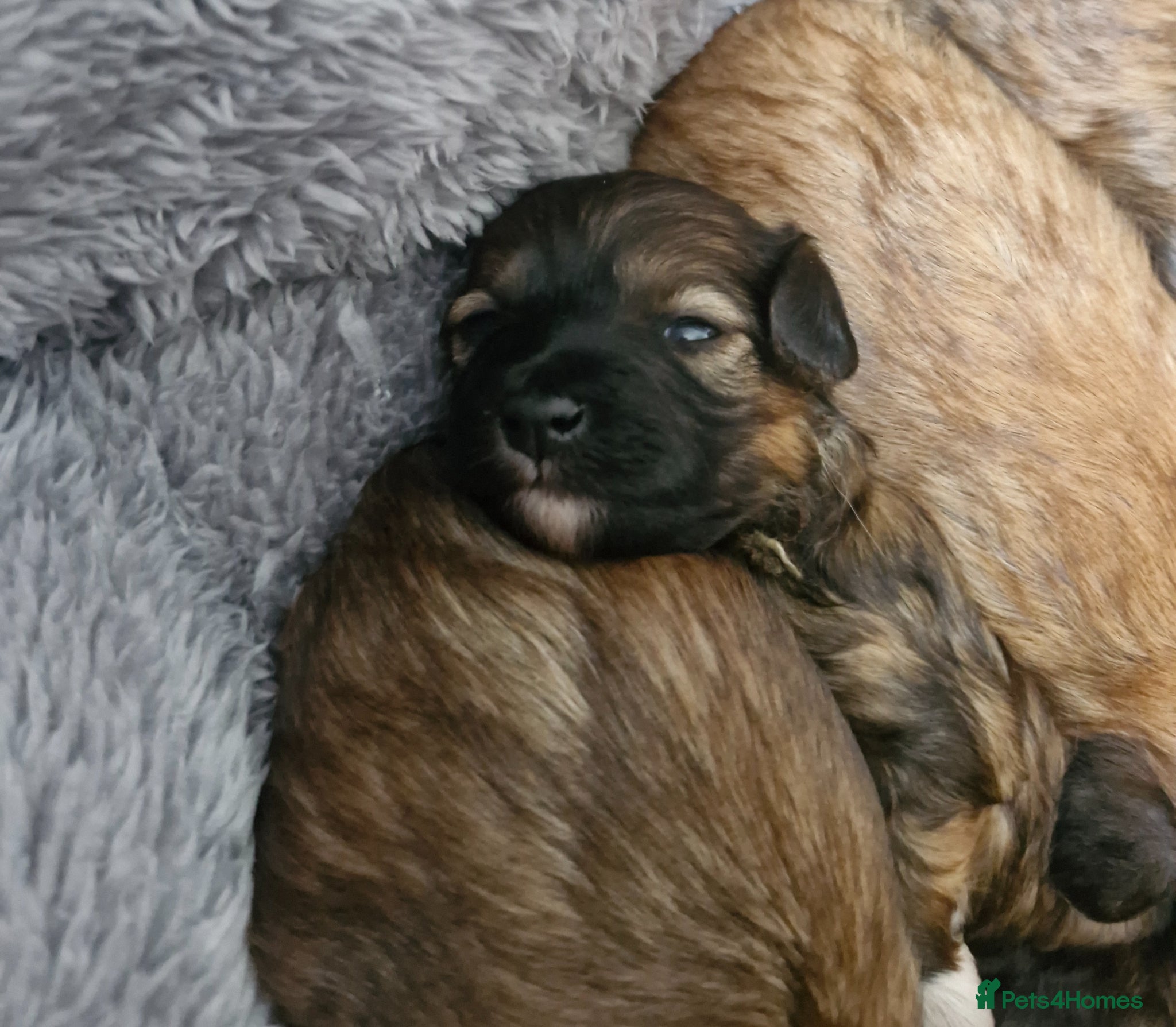 Chinese Crested dogs Pure breed Kc reg girl and boy. - Advert 1