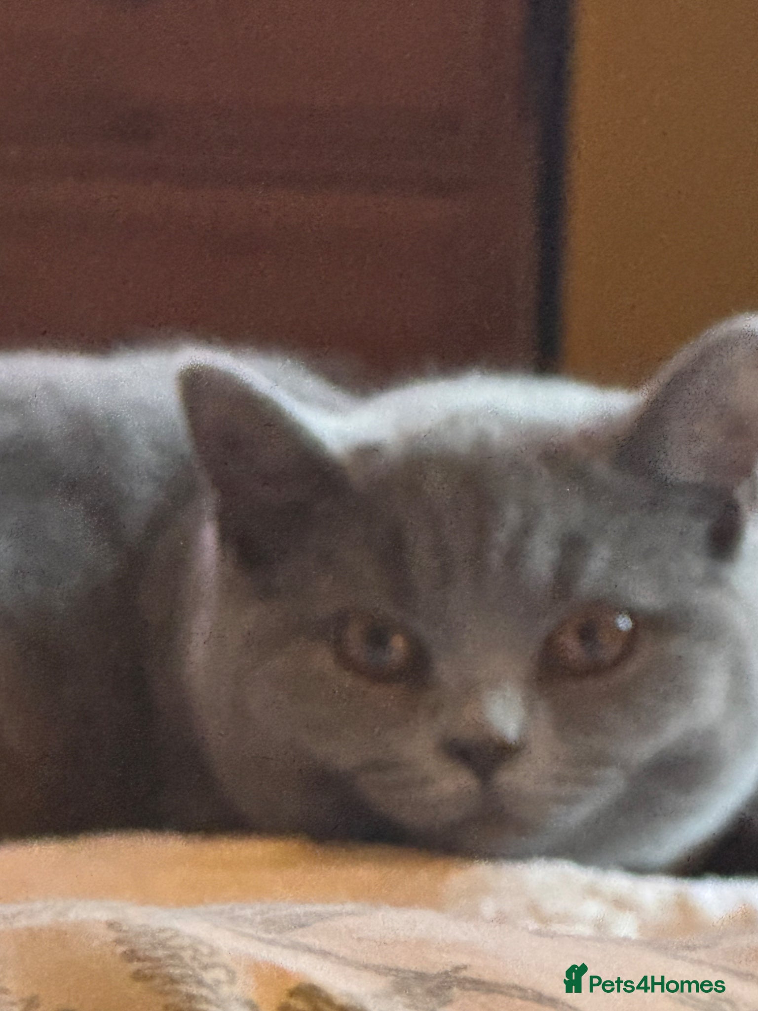 British Shorthair cats British short /longhair gccf  kittens  - Advert 1