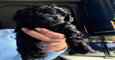Shihpoo dogs - Advert 2